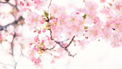春分樱花
